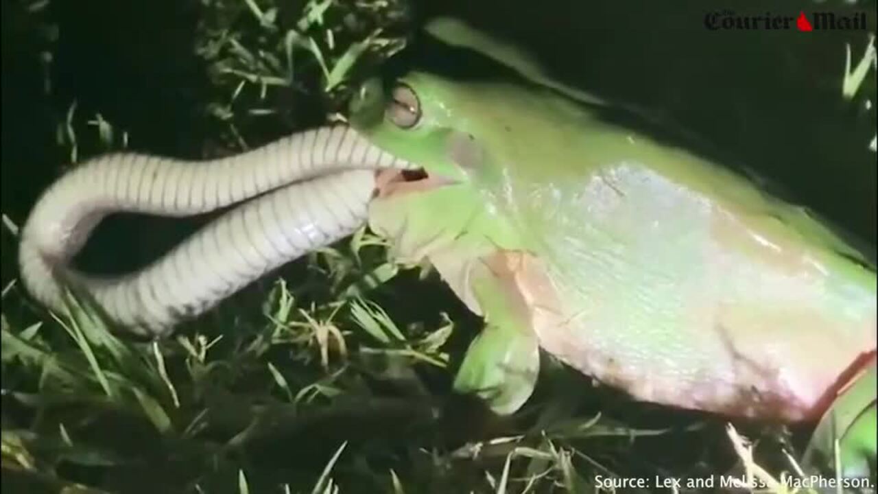 Green tree frog eating snake caught on film