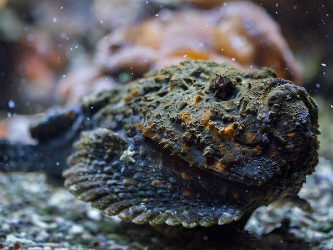 Reef stonefish (Synanceia verrucosa), also known as the stonefish. Wildlife animal.