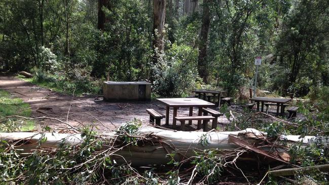 Fallen trees at Sherbrooke Picnic Ground on October 9. Picture: Parks Victoria