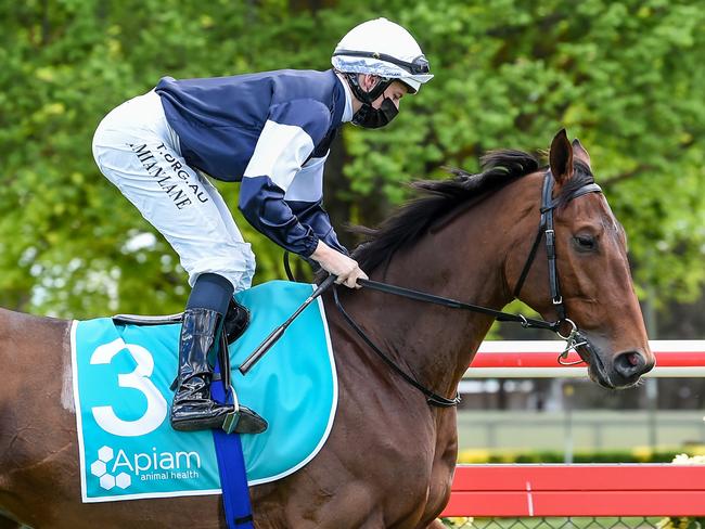 Pondus (GB) ridden by Damian Lane prior to the Apiam Bendigo Cup at Bendigo Racecourse on October 28, 2020 in Bendigo, Australia. (Brett Holburt/Racing Photos via Getty Images)