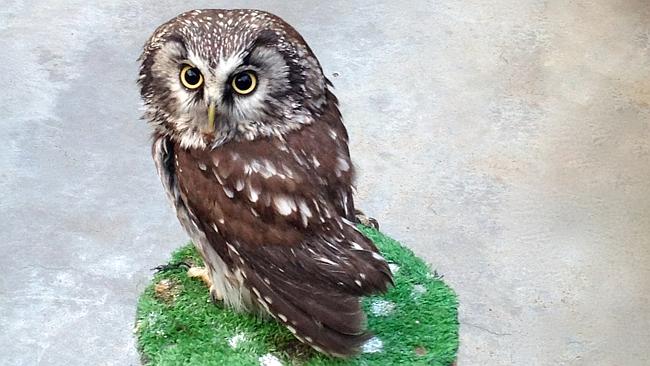 Cafe diners can hang out with owls at Japan's owl cafes. Picture: mariancraig, Flickr