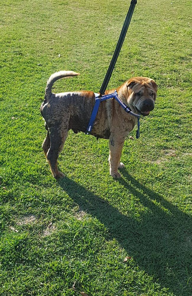 Butch the Shar Pei is on the mend after years of neglect. Pic: Supplied