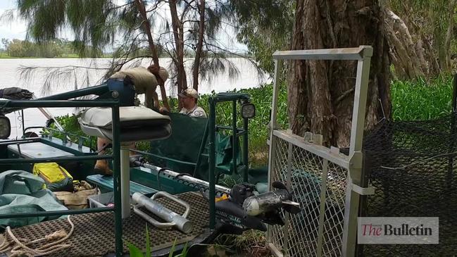 Croc traps in the Fitzroy