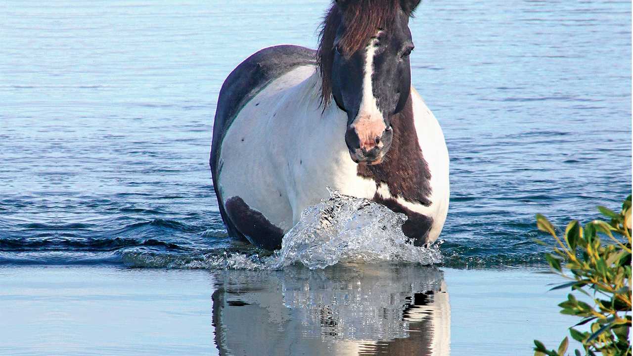 ICON: The Brooms Head brumby ploughing across the western end of Cakora Lagoon. Photo: John Ibbotson.
