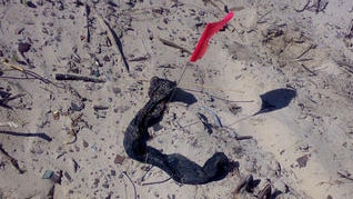 A sock found at the scene of the Kurnell desalination plant in 2007. The black sock had a number of bones in it. Picture: NSW Police