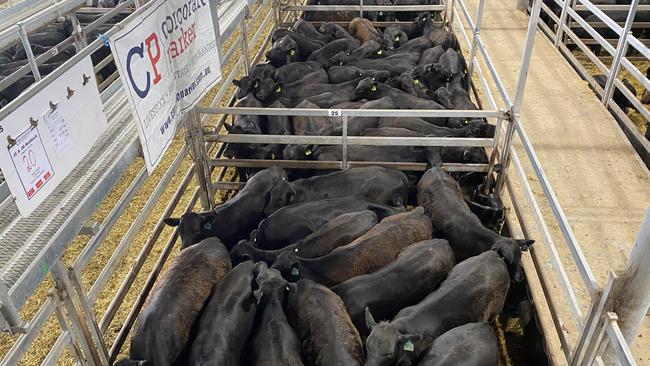 Pen of Angus weaners at the Wodonga new year calf sale today. Picture: Fiona Myers