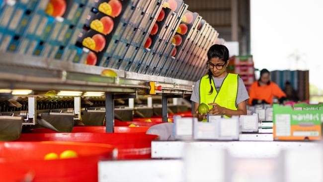 Workers in the packing shed at Skliros Mangoes processing the first fruit as the new season gets into full swing. Picture: Che Chorley