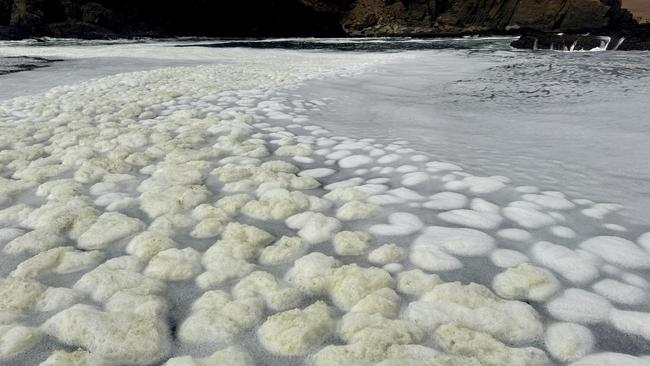 Algal bloom along Kangaroo Island’s north coast. Picture: RAD KI