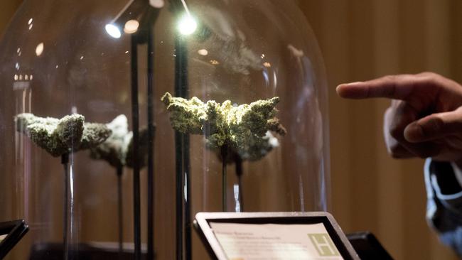 A shopper examines a cannabis display at Medithrive during the store's first day of recreational marijuana sales in San Francisco. Picture: Noah Berger/AP