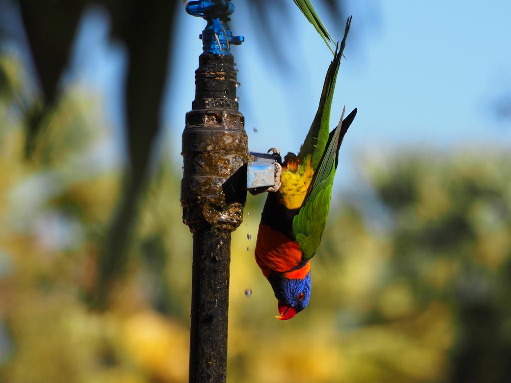 Picture: Margaret Spain/News.com.au Photo of the Week