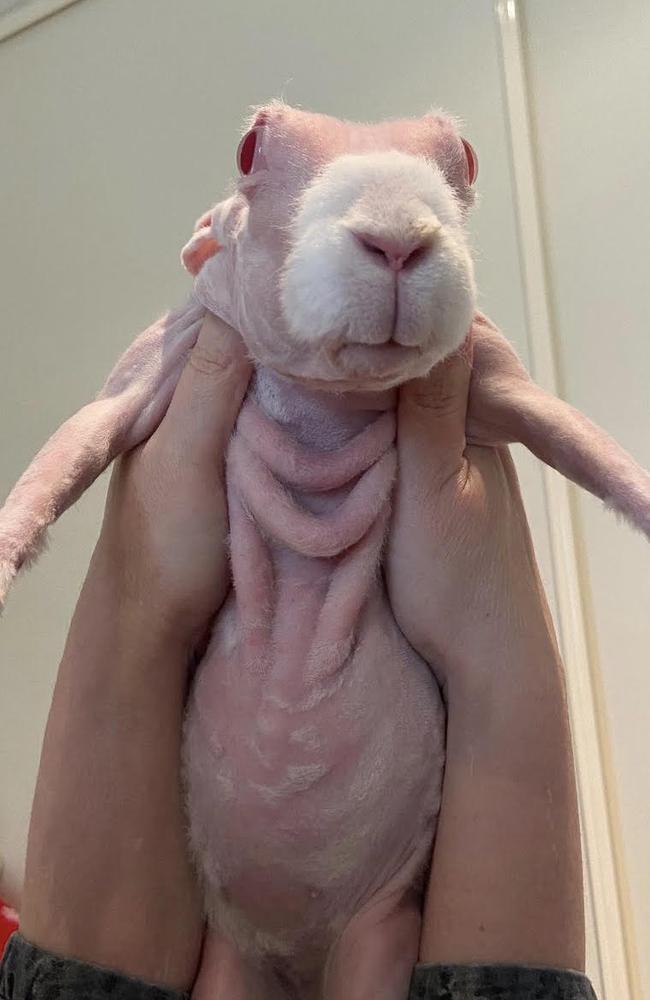 Facebook account of famous bunny Mr Bigglesworth hacked Herald Sun