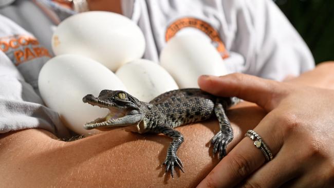 Crocodylus Park has been forced to close indefinitely amid the coronavirus pandemic. Picture: Che Chorley