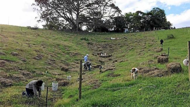 Revegetating a gully with native species at a beef cattle farm at Eungella with support from the Sustainable Agriculture Small Grants Program.