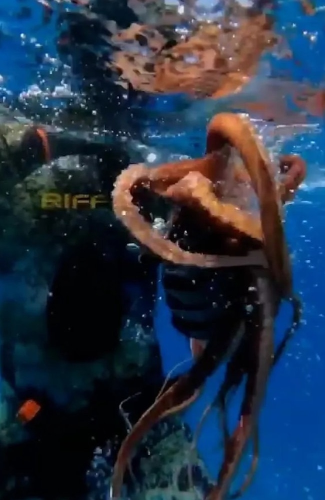 Also known as an octopus vulgaris, they do not pose danger to humans. Picture: X