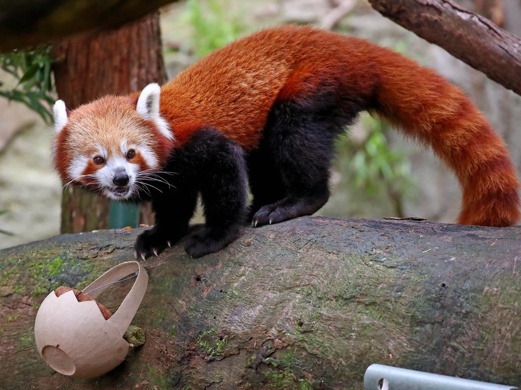 Easter enrichment treats were handed out to some of Taronga Zoo's residents in time for the Easter long weekend. The Red Pandas get a basket of treats. Picture: Toby Zerna