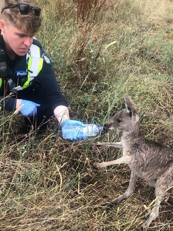 Mill Park Constable Brett Wood has been back to Plenty Gorge since December 30, where he helped some of the distressed wildlife.