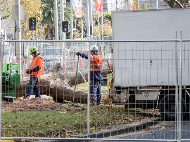 165 trees face the chop from the iconic tree-lined boulevard as part of the $11 billion project. Picture: Jake Nowakowski