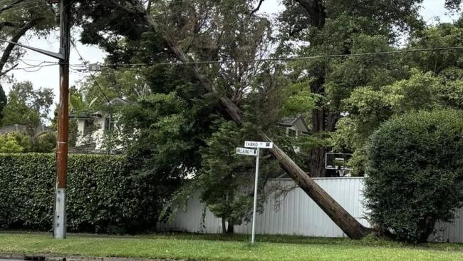 A fallen tree on public land that came down during this month’s storms in Pymble.