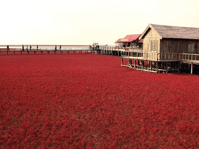 A large area of seepweed is seen at Red Beach. Picture: Zhu Wanchang/ChinaFotoPress