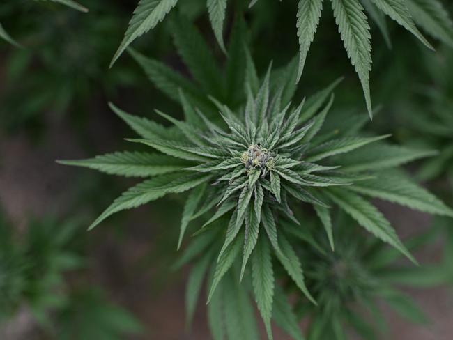 Tradie’s poolside cannabis crop uncovered by cops