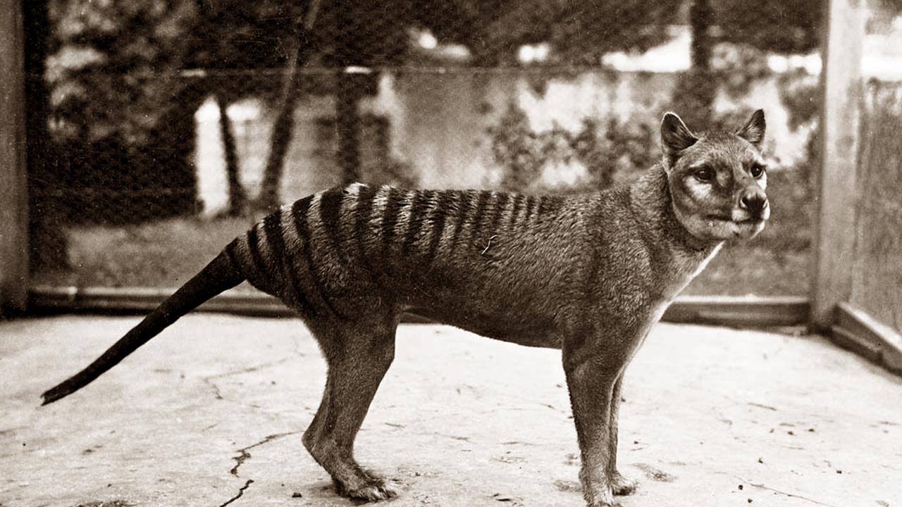 New videos to demystify thylacine revival project