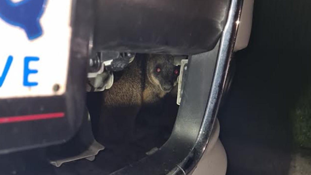 The joey was stuck in the car grille for 45 minutes. Picture: Hamilton Wildlife Shelter