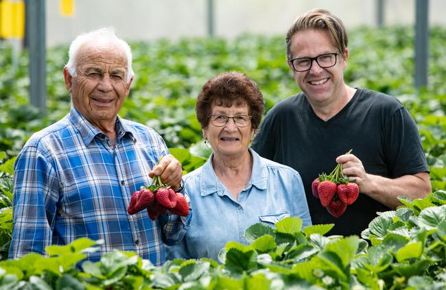 Tony and Anna Scotti with Nick Palumbo at the Dural strawberry farm, which provides fruit for Gelato Messina. Picture: Julian Andrews