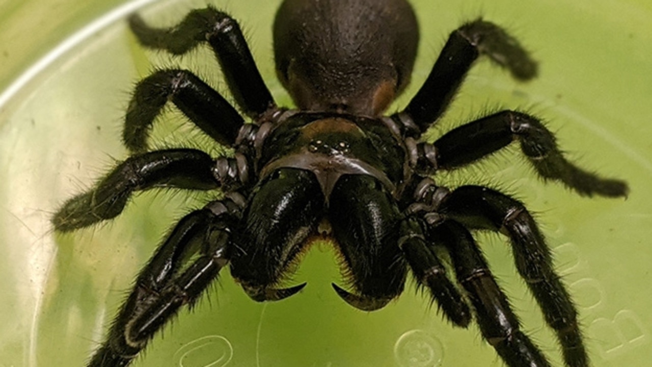 Scientist uses tiny trackers to keep tabs on funnel-web spiders