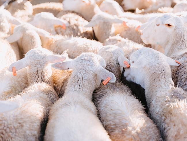 Taking off: A $100 million government subsidy has helped guarantee flights of chilled lamb to the Middle East.