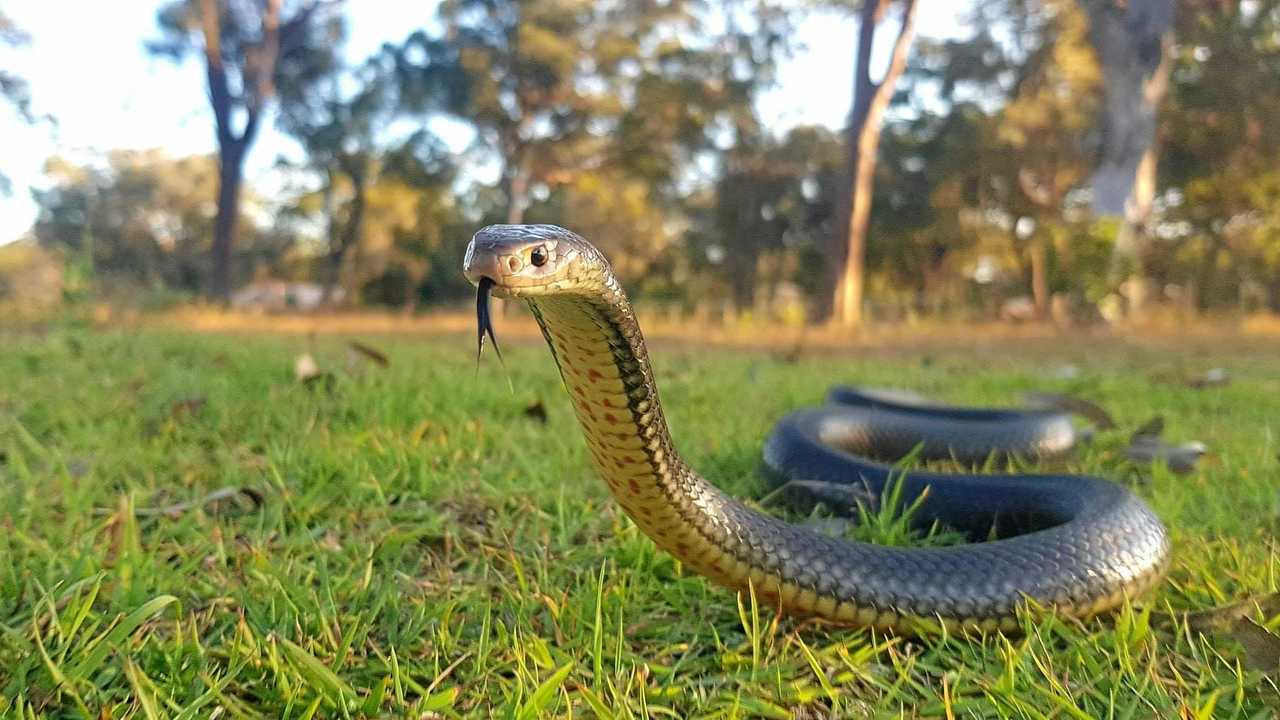 COOL HEAD: Keep them calm and limit movement is the advice for victims of snake bites from the state ambulance service. Picture: Samuel Hunt