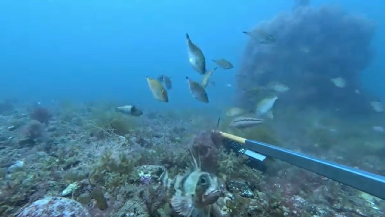 Fish captured near the Turners Beach artificial reef using a baited remote underwater video (BRUV). Picture: Sarah Ugalde