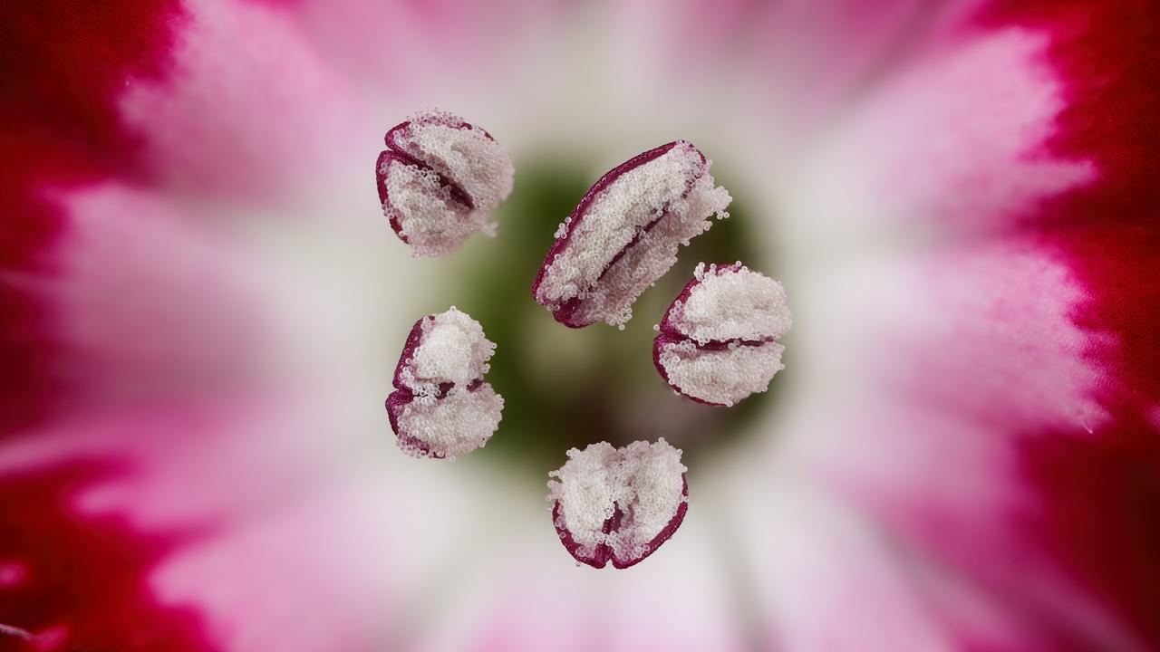 Nikon Small World 2019 7th Place - Chinese red carnation stamen, Dr. Guillermo López López Alicante, Spain