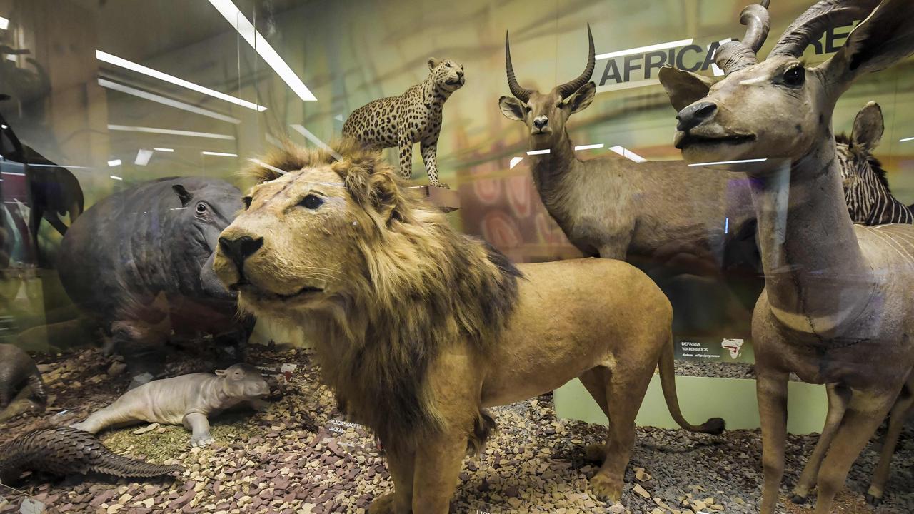 Donors say there are plans in place for the SA museum to remove its stuffed animals. Picture: Roy VanDerVegt