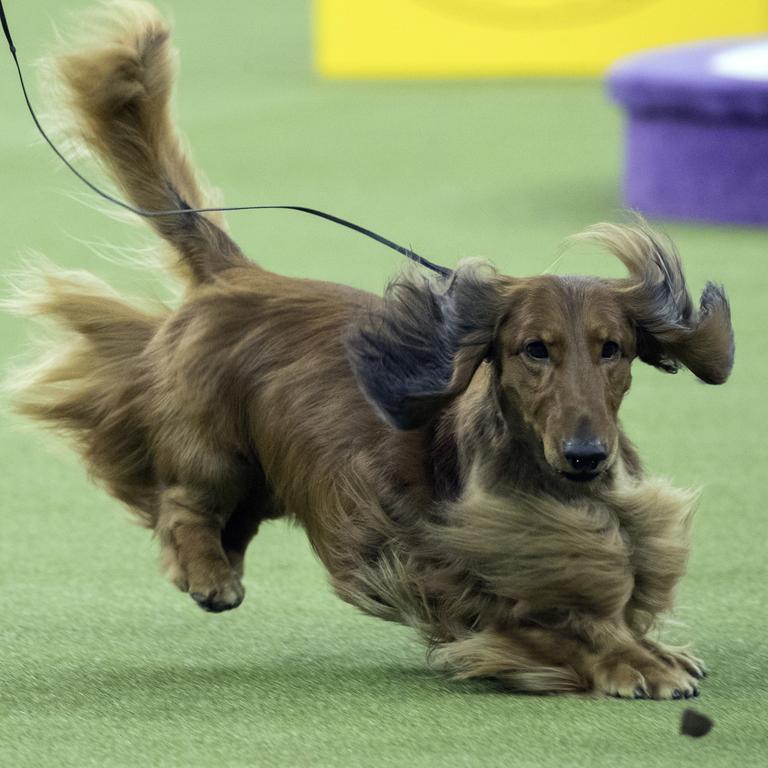 A dachshund keeps his eye on a treat as he competes in the Hound group during the 142nd Westminster Kennel Club Dog Show, Monday, Feb. 12, 2018, at Madison Square Garden in New York. (AP Photo/Mary Altaffer)