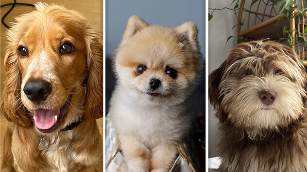 Finalists in the NSW cutest dog comp