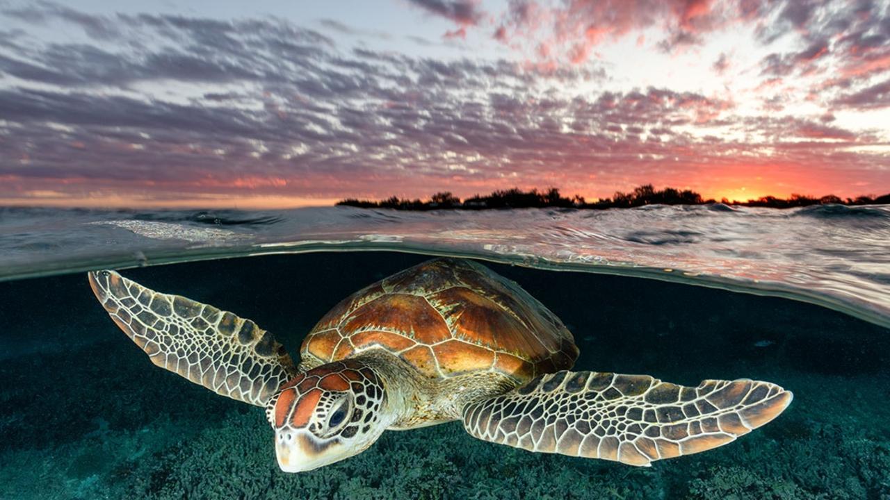 An endangered green sea turtle glides over the coral gardens in the lagoon as the sun sets over Lady Elliot Island on the southern Great Barrier Reef, Queensland.