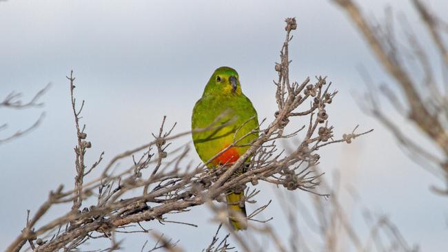 A wild prange-bellied parrot. Picture: Supplied