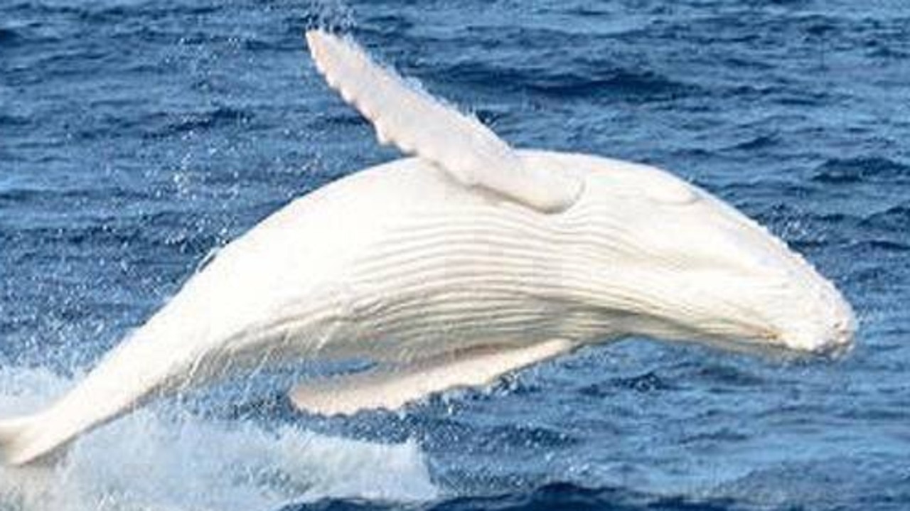 Migaloo the white whale spotted in NSW | Best places for whale watching | news.com.au — Australia's leading news site