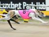 Opposition to greyhound racing industry overwhelming, poll finds