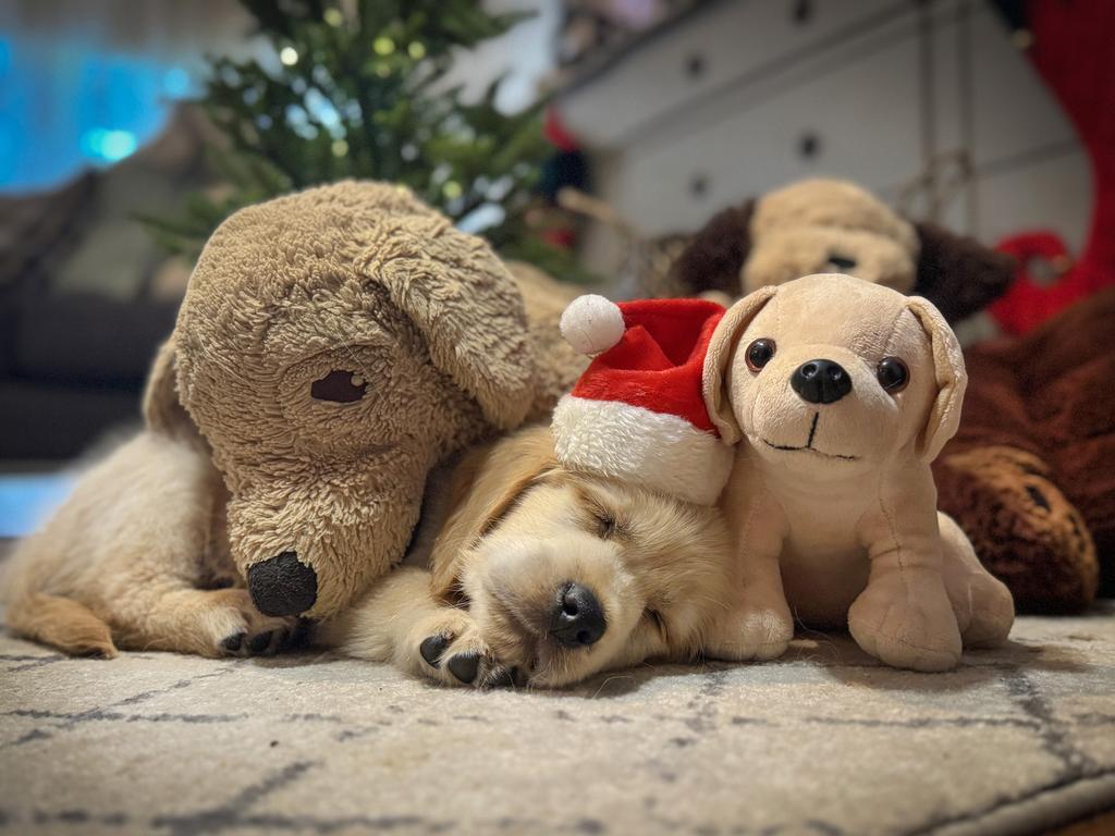 Golden Retrievers remain a beloved choice as the third most popular breed. Prized for their loyalty, gentle temperament, and versatility as family pets or working dogs. Picture: David Caird