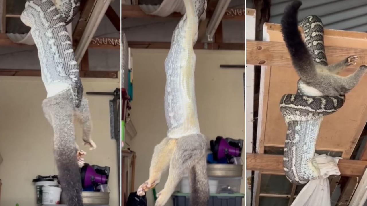 A snake eats a possum while hanging upside down from ceiling rafter.