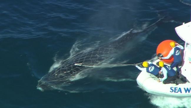 Several whales have been caught in nets this season. Photo: Channel Seven