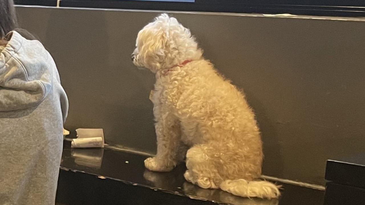 The dog was pictured perched on the table top next to the customers. Picture: Supplied