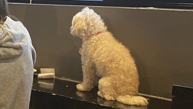 The dog was pictured perched on the table top next to the customers. Picture: Supplied