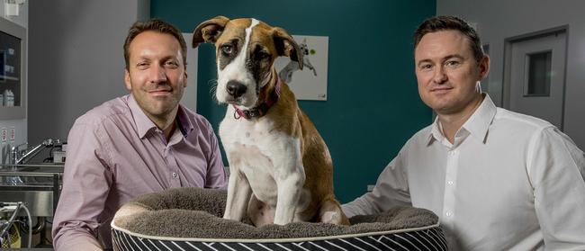 Gold Coast listed company National Veterinary Care CEO Tomas Steenackers and CFO Jason Beddow have every reason to smile after revenue soared 30 per cent for 1HFY19. Picture: Jerad Williams