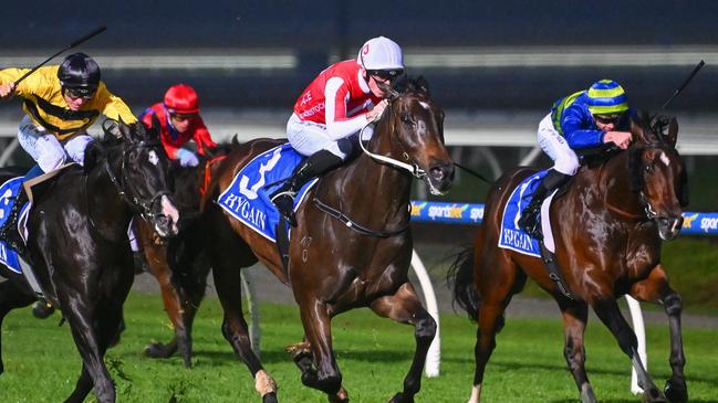 Unbeaten galloper Angland steps up to city grade on Saturday. Picture: Morgan Hancock/Racing Photos via Getty Images