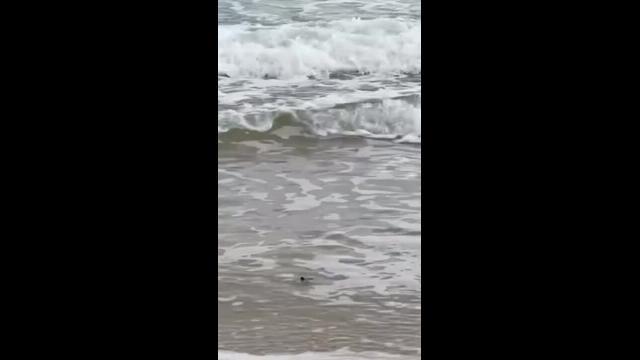 WATCH: Tiny turtles crushed, lost as lights shine on popular beach