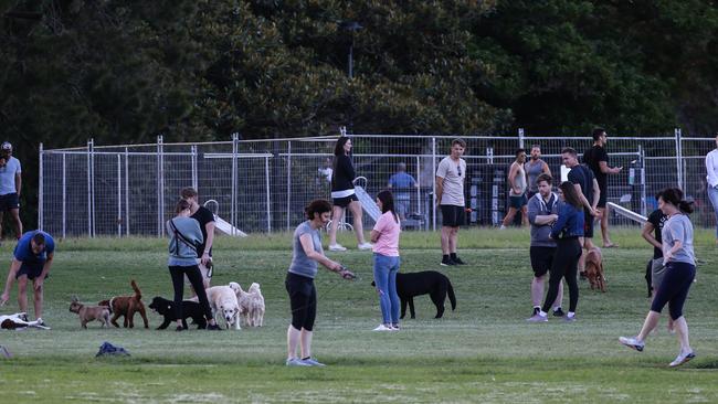 Some dog owners keep their distance at Rushcutters Bay Park on Friday while others seem oblivious to the social distancing rules. Picture: Matrix