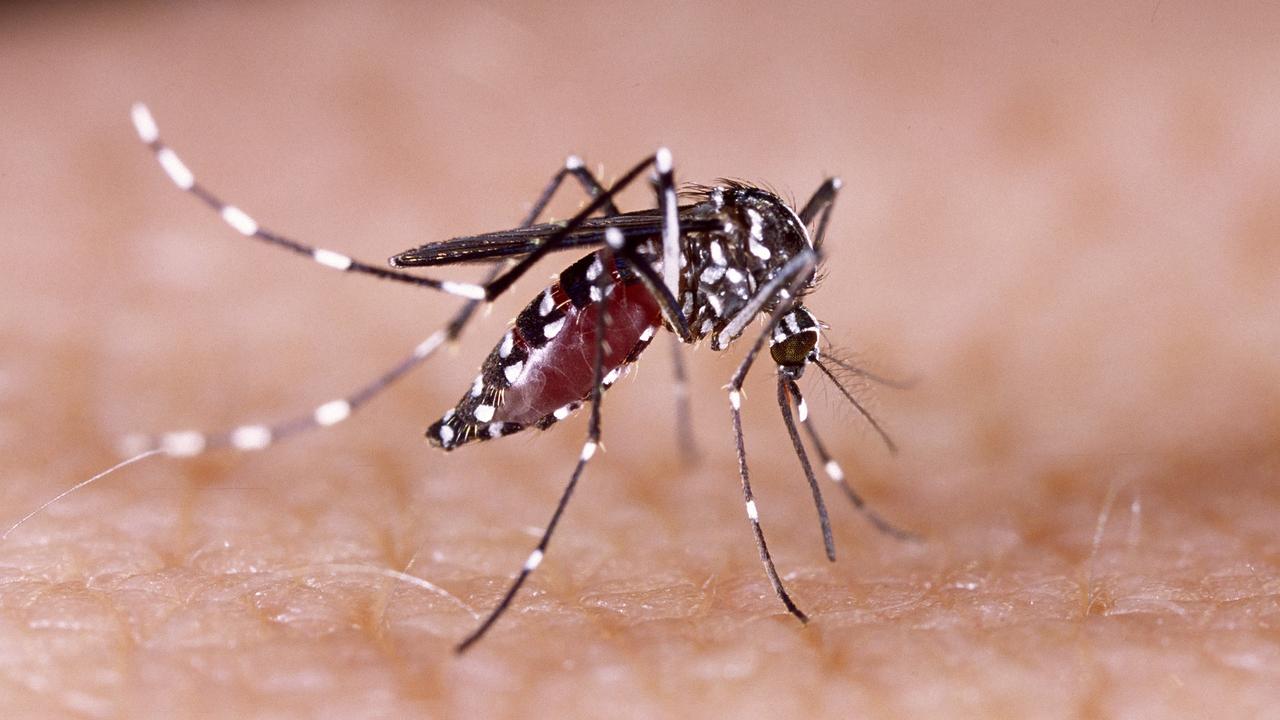 Dengue Fever Case Confirmed In Bowen, North Queensland | The Advertiser