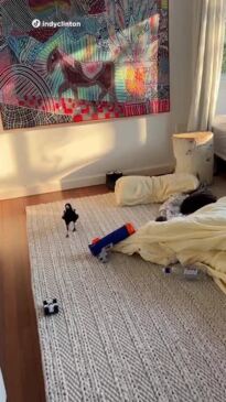Sydney Mum-of-two finds a magpie in her bedroom and goes full mum-mode to get rid of it